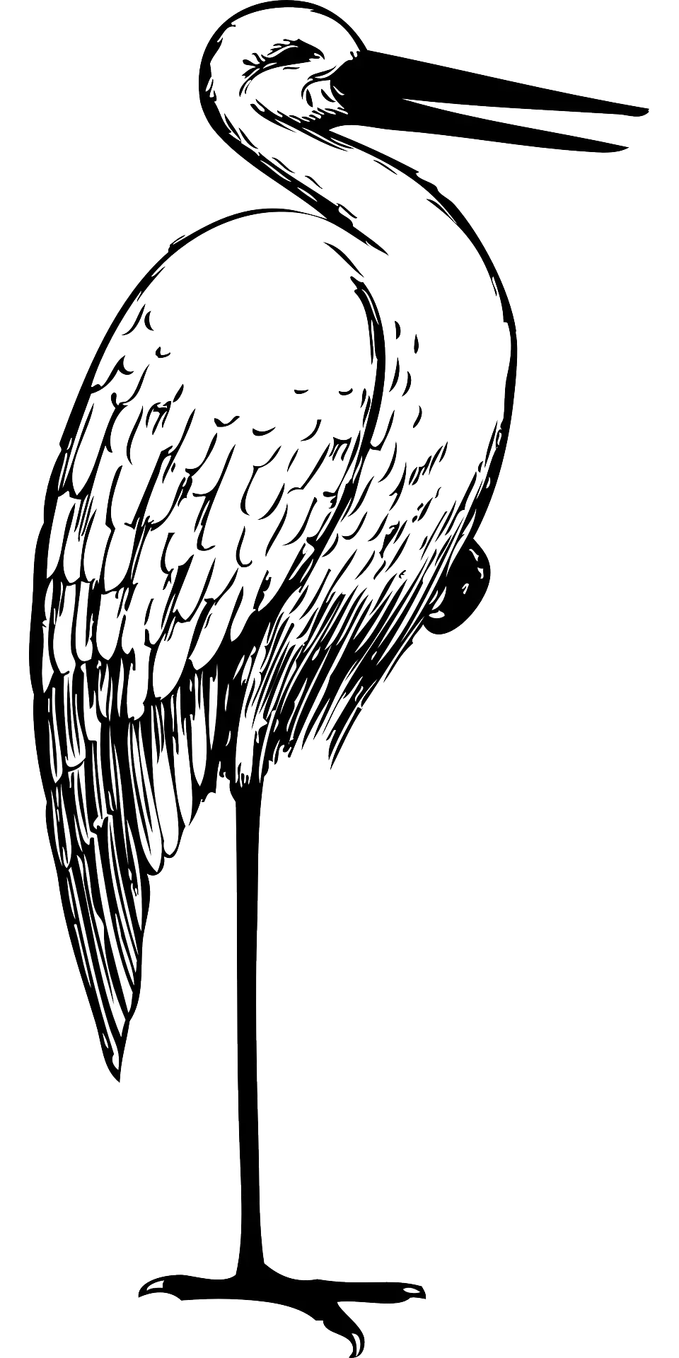 Black and White Heron Sketch