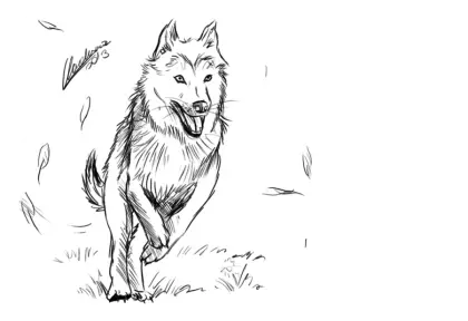 Running Wolf Sketch