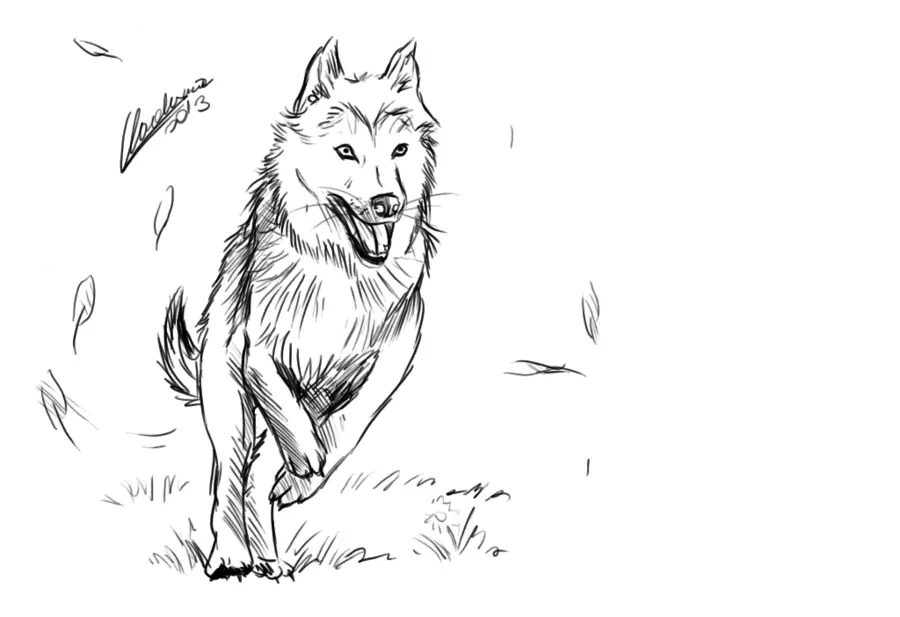 Running Wolf Sketch