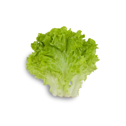 Fresh Green Lettuce Leaf