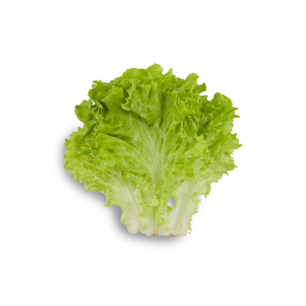 Fresh Green Lettuce Leaf