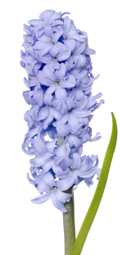 Beautiful Blue Hyacinth Flower