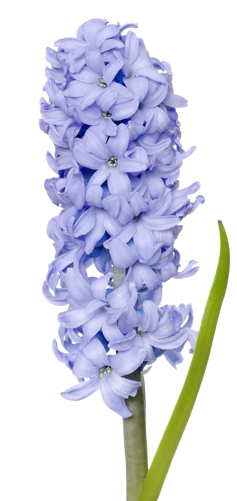 Beautiful Blue Hyacinth Flower