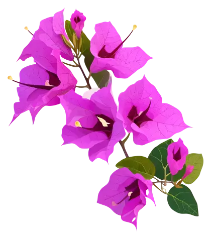 Pink Bougainvillea Branch with Colorful Blooms