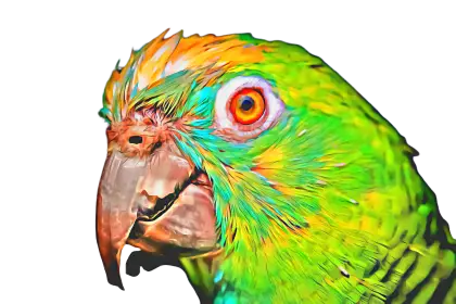 Colorful Parrot Head in Vibrant Tones