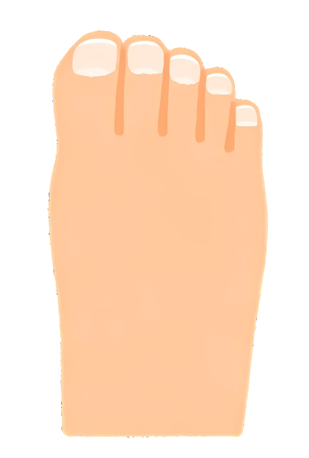 Illustration of a Foot