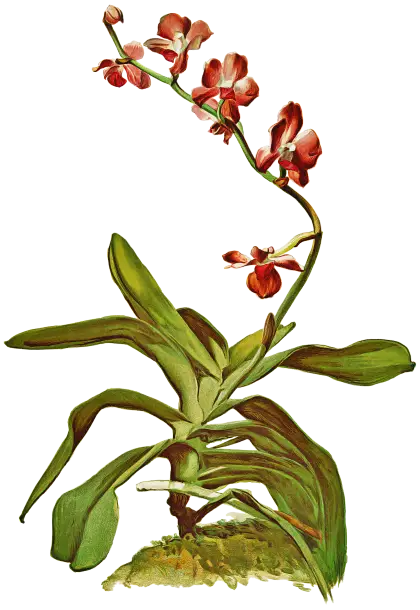 Red Orchid Illustration