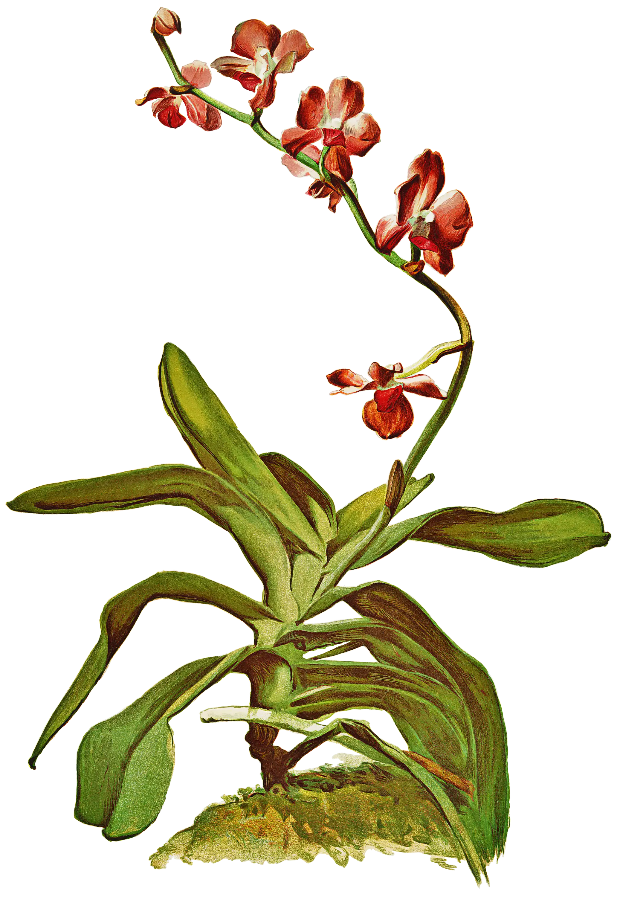 Red Orchid Illustration