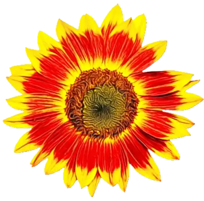 Bright Yellow and Red Sunflower Illustration