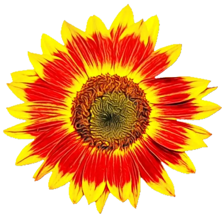 Bright Yellow and Red Sunflower Illustration