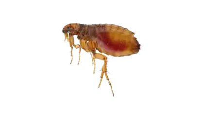 Close-Up of a Flea Insect