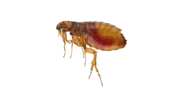 Close-Up of a Flea Insect