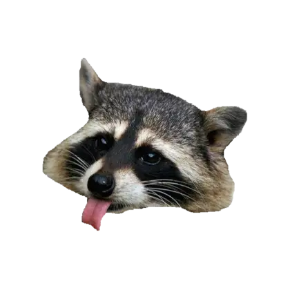 Playful Raccoon Face with Tongue Out