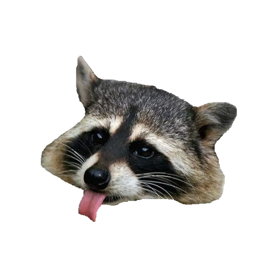 Playful Raccoon Face with Tongue Out