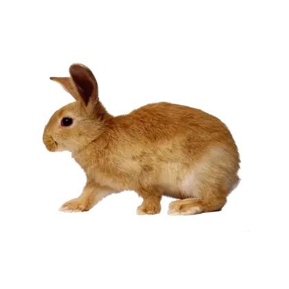 Brown Rabbit Illustration
