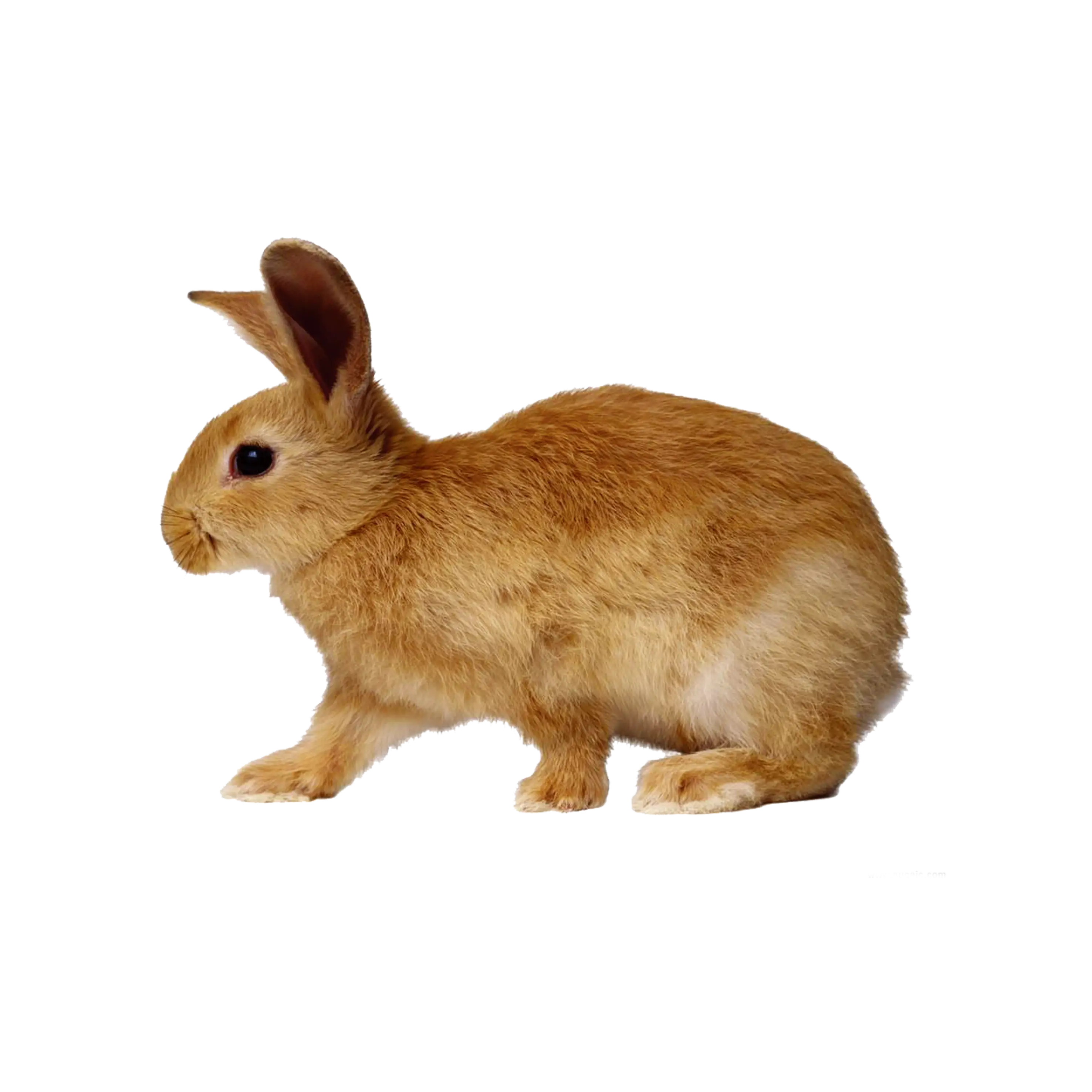 Brown Rabbit Illustration