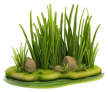 Green Grass with Rocks in Nature