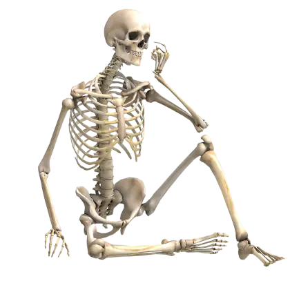 Sitting Human Skeleton Illustration