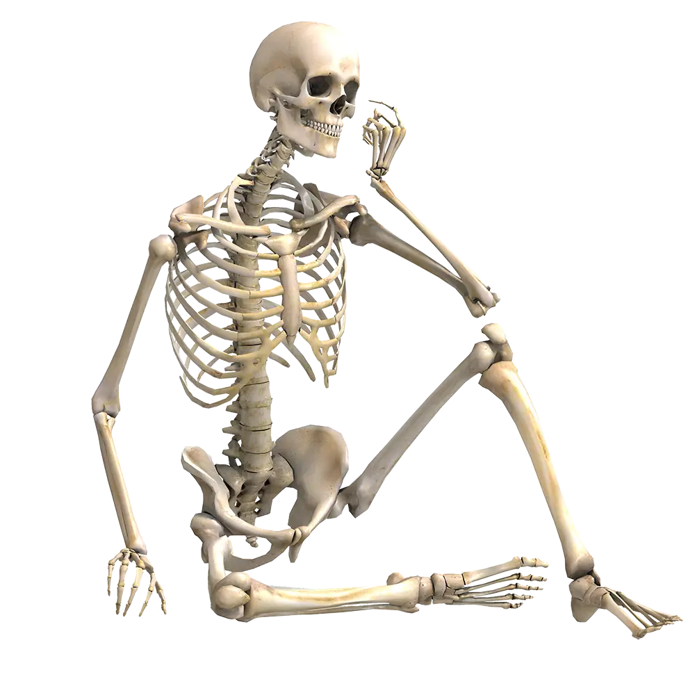 Sitting Human Skeleton Illustration