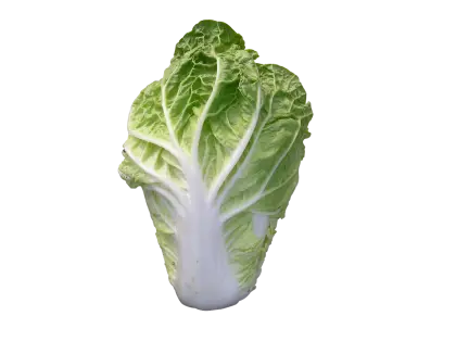 Fresh Green Cabbage