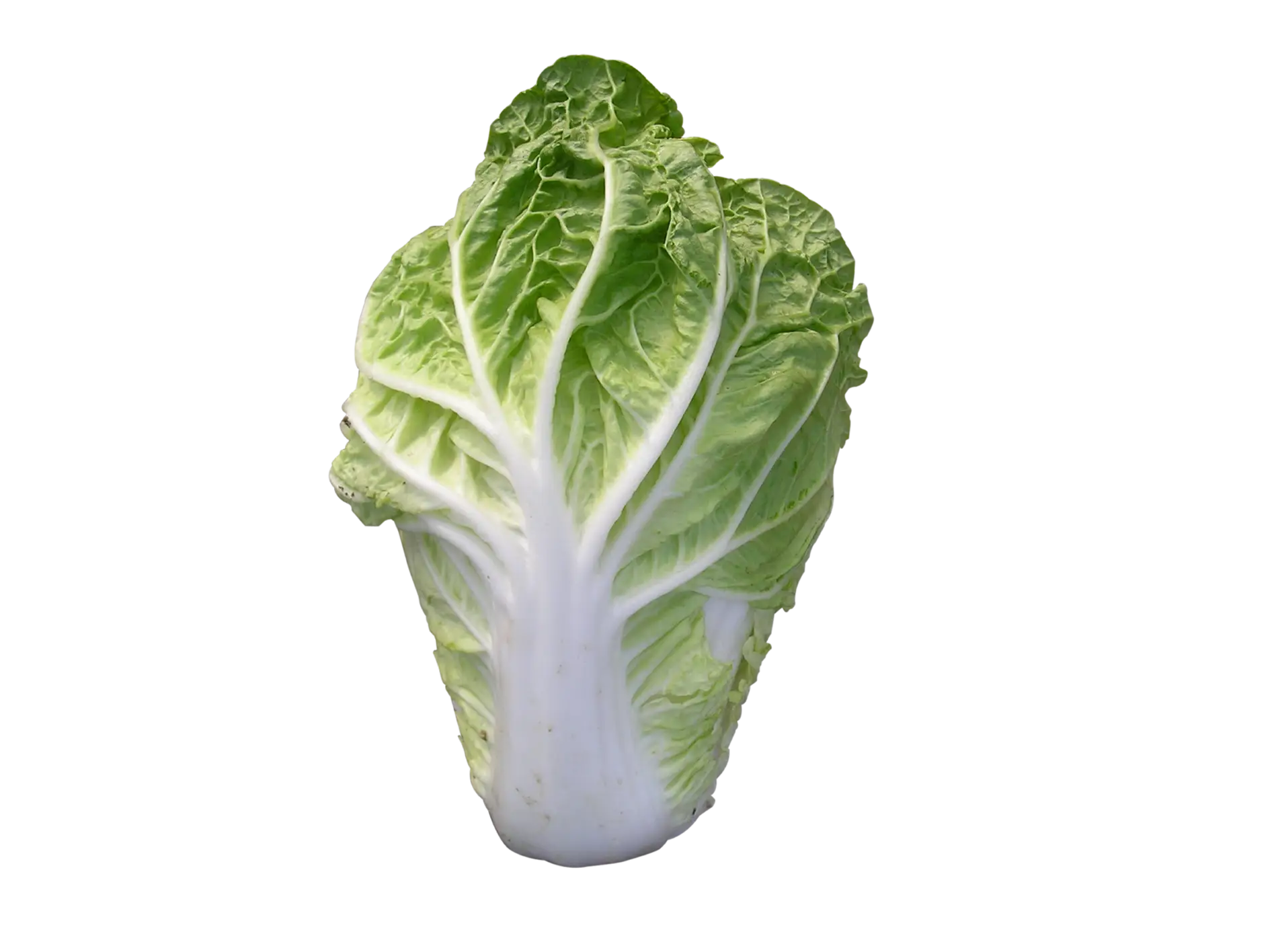 Fresh Green Cabbage