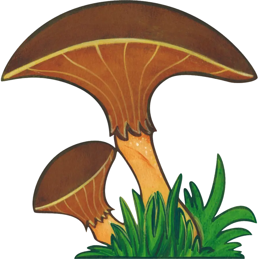 Cartoon Illustration of Brown Mushrooms