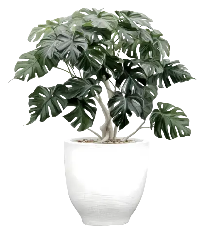 Potted Monstera Plant for Indoor Decoration