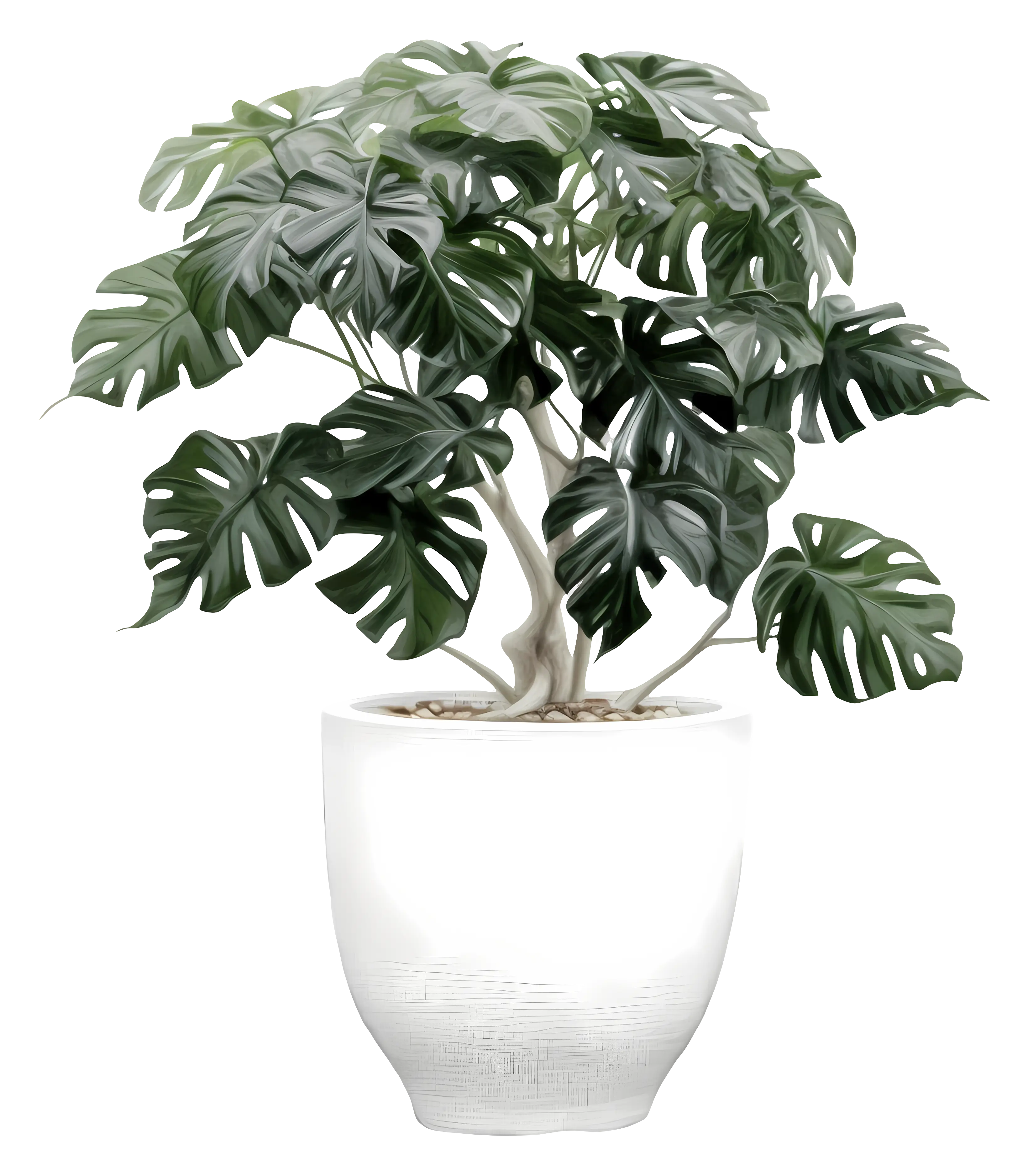Potted Monstera Plant for Indoor Decoration