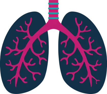 Human Lungs Medical Illustration