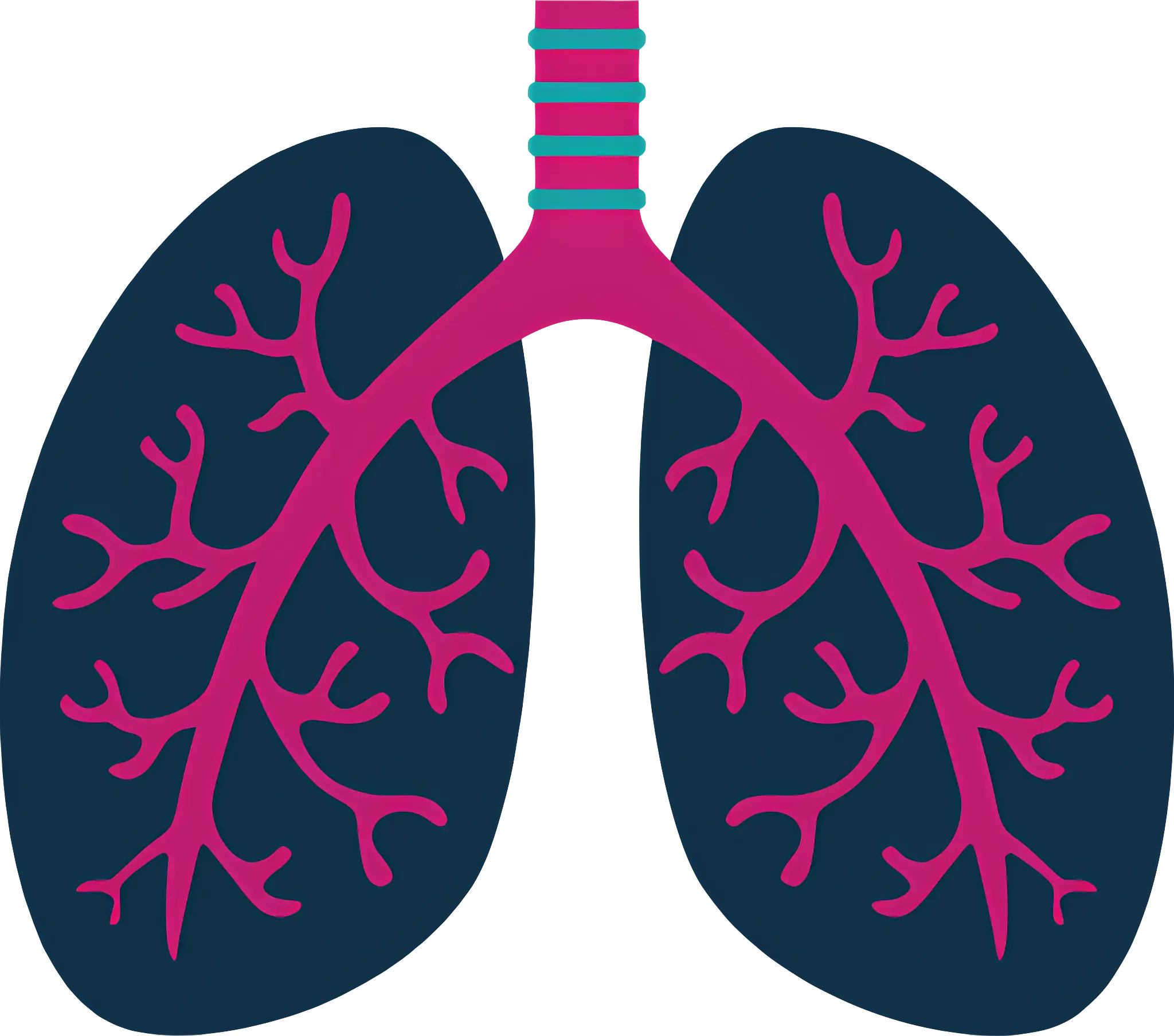 Human Lungs Medical Illustration