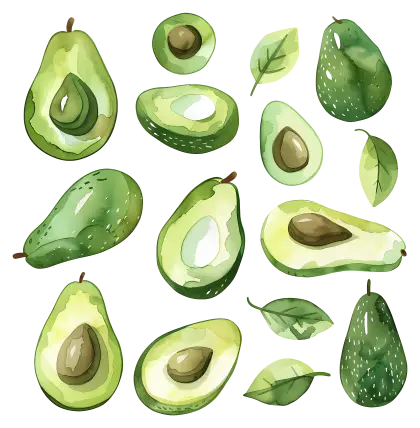 Avocado Illustrations in Watercolor Style