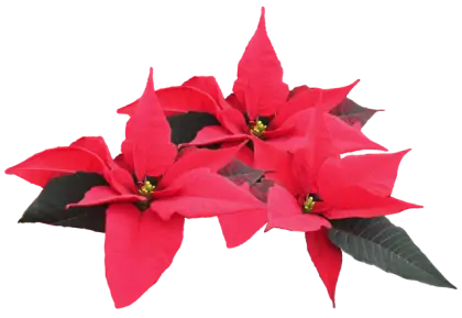 Red Poinsettia Flowers for Christmas Decor