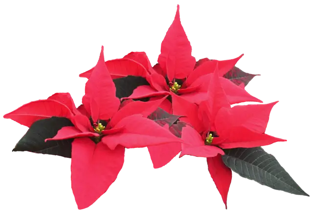 Red Poinsettia Flowers for Christmas Decor