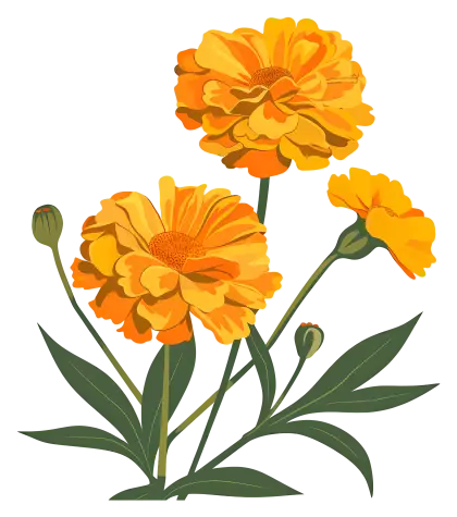Bright Yellow Marigold Flowers in Bloom