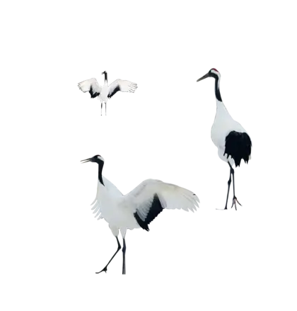 Illustration of Majestic White Cranes