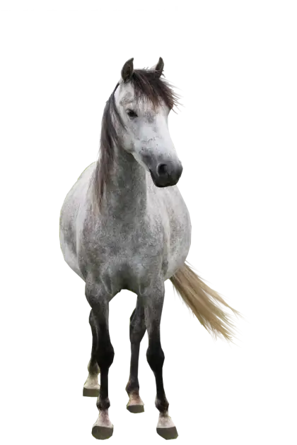 Standing Grey Horse