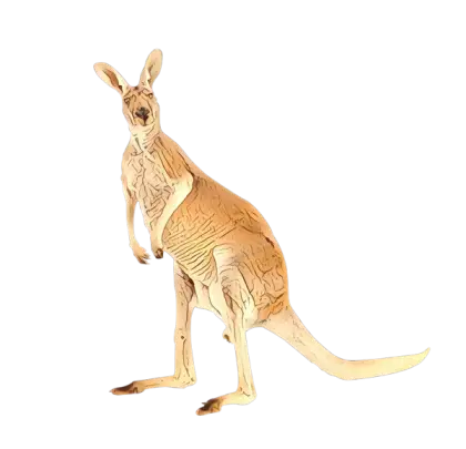 Illustrated Kangaroo Drawing