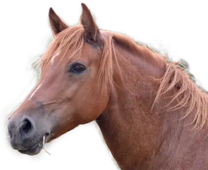 Close-Up Brown Horse Head Portrait