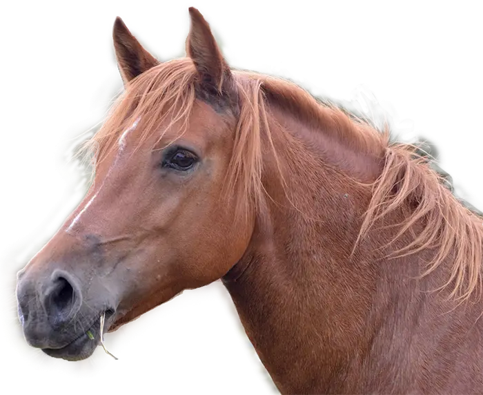 Close-Up Brown Horse Head Portrait