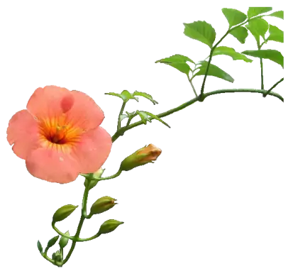 Orange Trumpet Creeper Flower on Vine