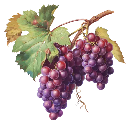 Bunch of Purple Grapes with Leaves Illustration