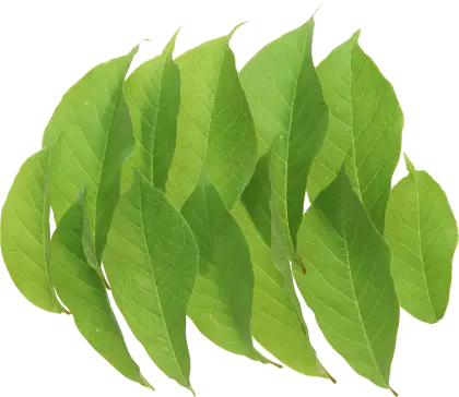 Fresh Green Leaves Illustration
