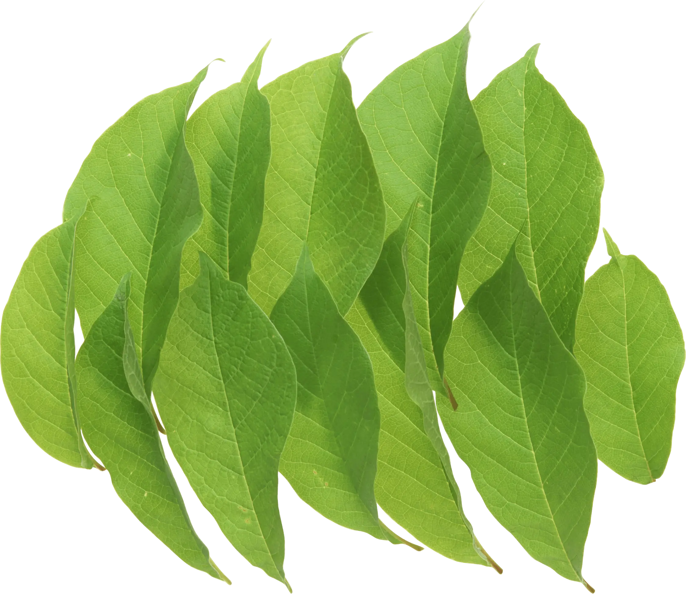 Fresh Green Leaves Illustration