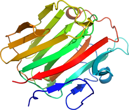 3D Ribbon Structure of a Protein Molecule