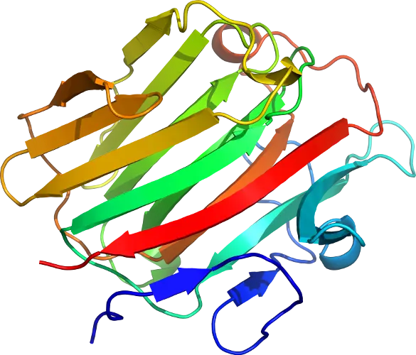 3D Ribbon Structure of a Protein Molecule