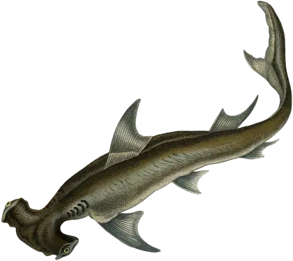 Hammerhead Shark Illustration of Marine Life