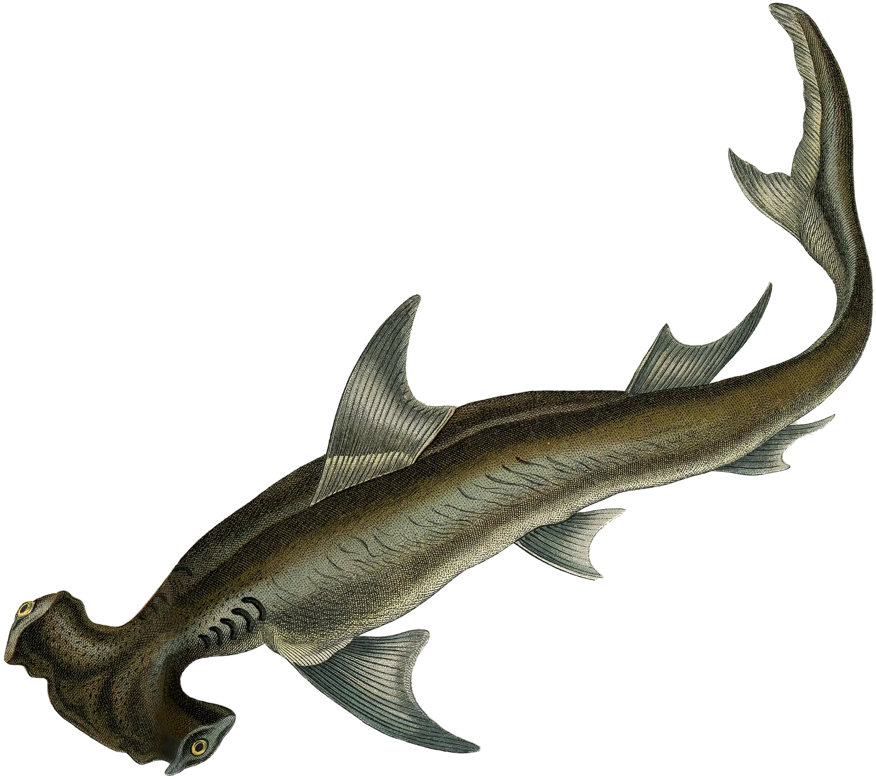 Hammerhead Shark Illustration of Marine Life