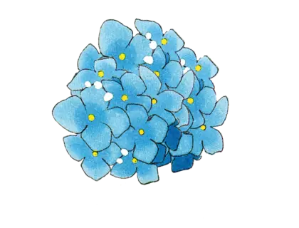 Blue Hydrangea Flower Illustration