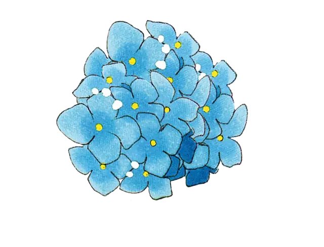 Blue Hydrangea Flower Illustration