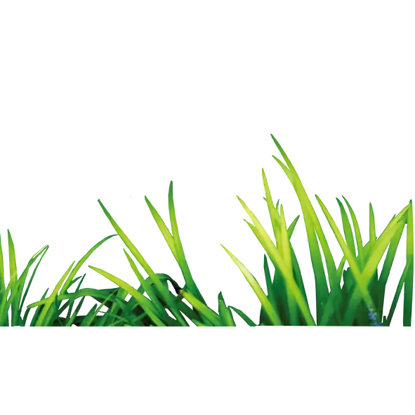Bright Green Grass Blades
